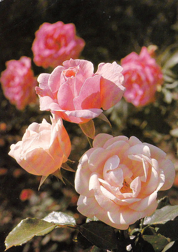 1956